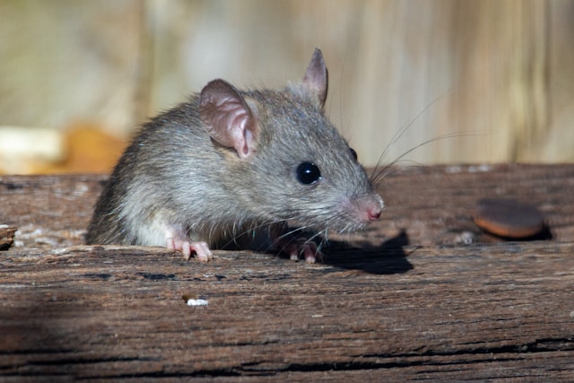 Rat pest control